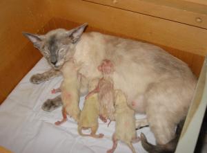 Lucky with E-litter, borned 03-10-14